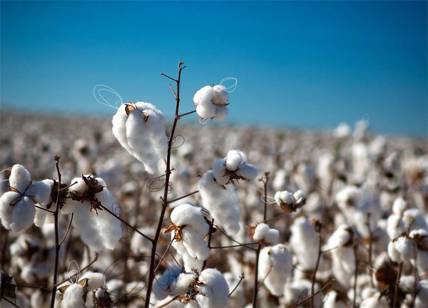 algodon-ringspun-tejido-marca-diferencia-camisetas-promocionales-02